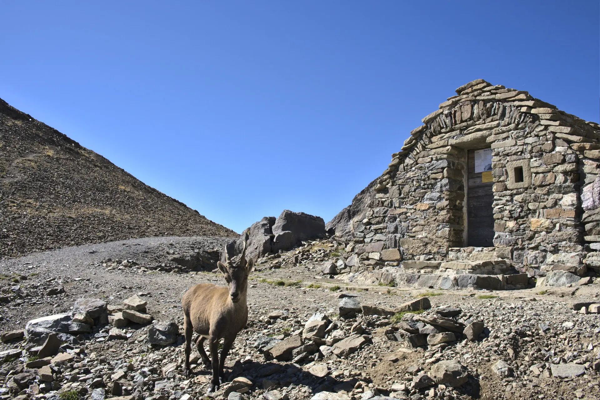 Ibex in front of the cabane des Parisiens on the climb to Vieux Chaillol