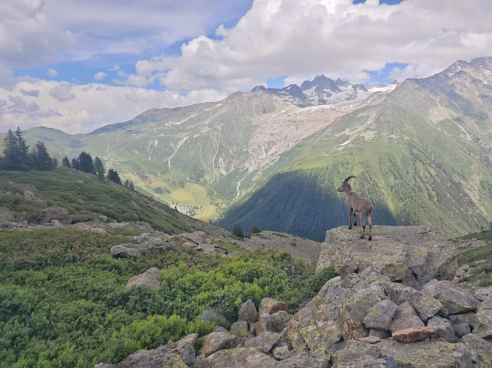 The herds tend to keep to the rocks on the balcony above the valley
