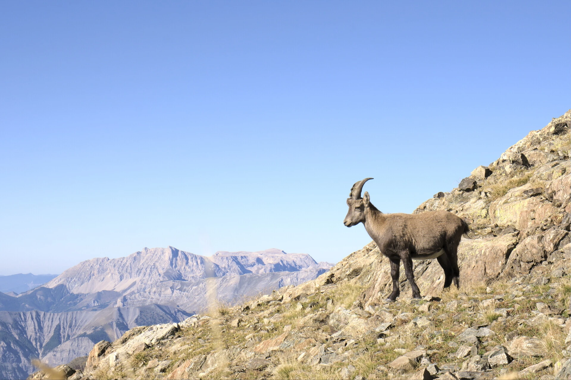 Ibex on the Vieux Chaillol ridge, the Dévoluy cliffs on the horizon