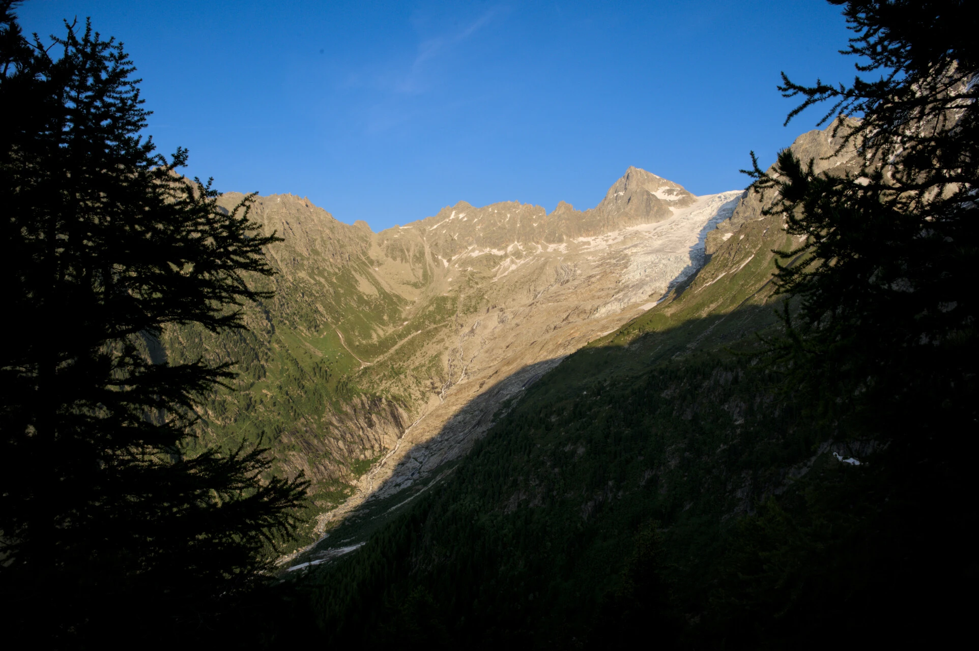 Spruce silhouettes and glacial peaks from the heights of the Col de Balme