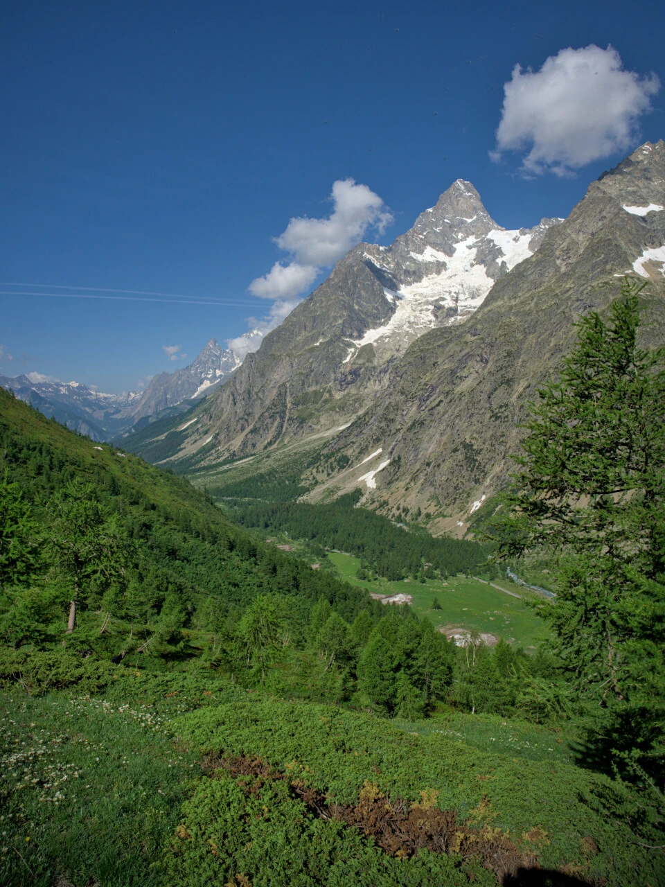 Larch forest and Mont Blanc spires on the trail toward Refuge Bertone