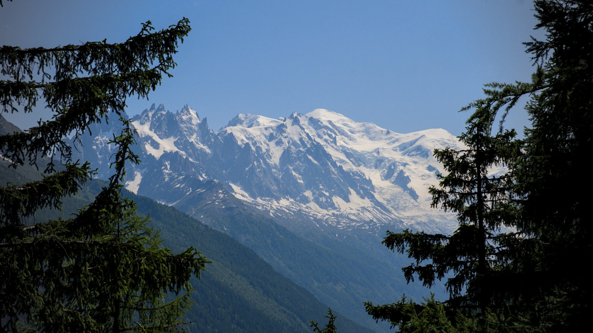 The Mont-Blanc massif framed by spruce trees along the Grand Balcon Sud