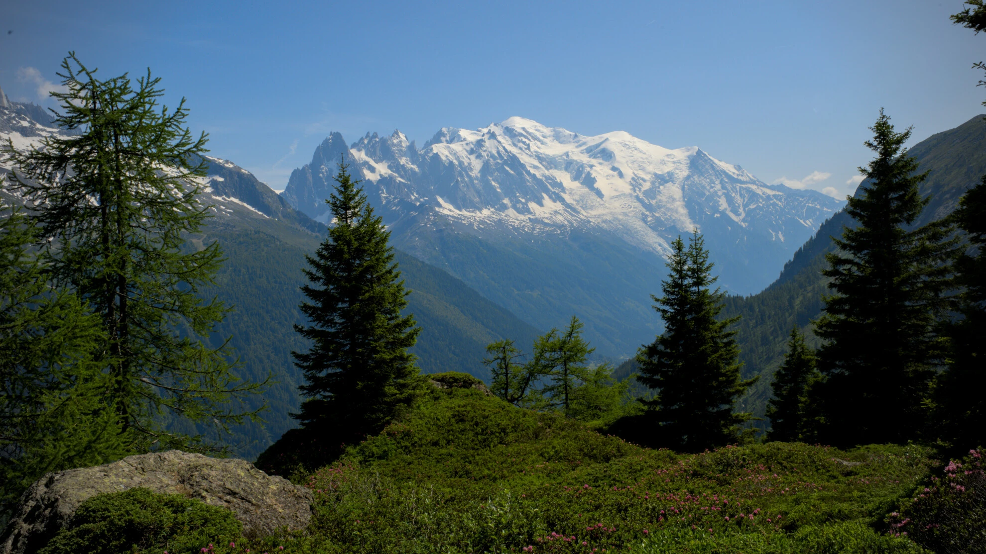 Alpine meadow on the Grand Balcon Sud with the Mont-Blanc massif in the background