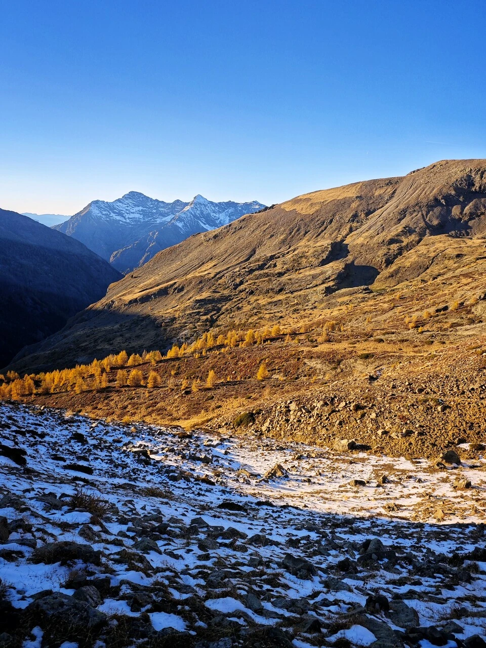 First snow and golden larches in the Chaillol valley, late October