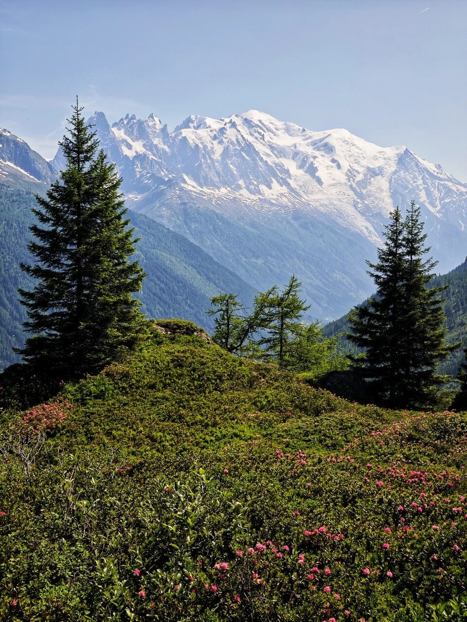 Rhododendrons in flower on the Grand Balcon Sud
