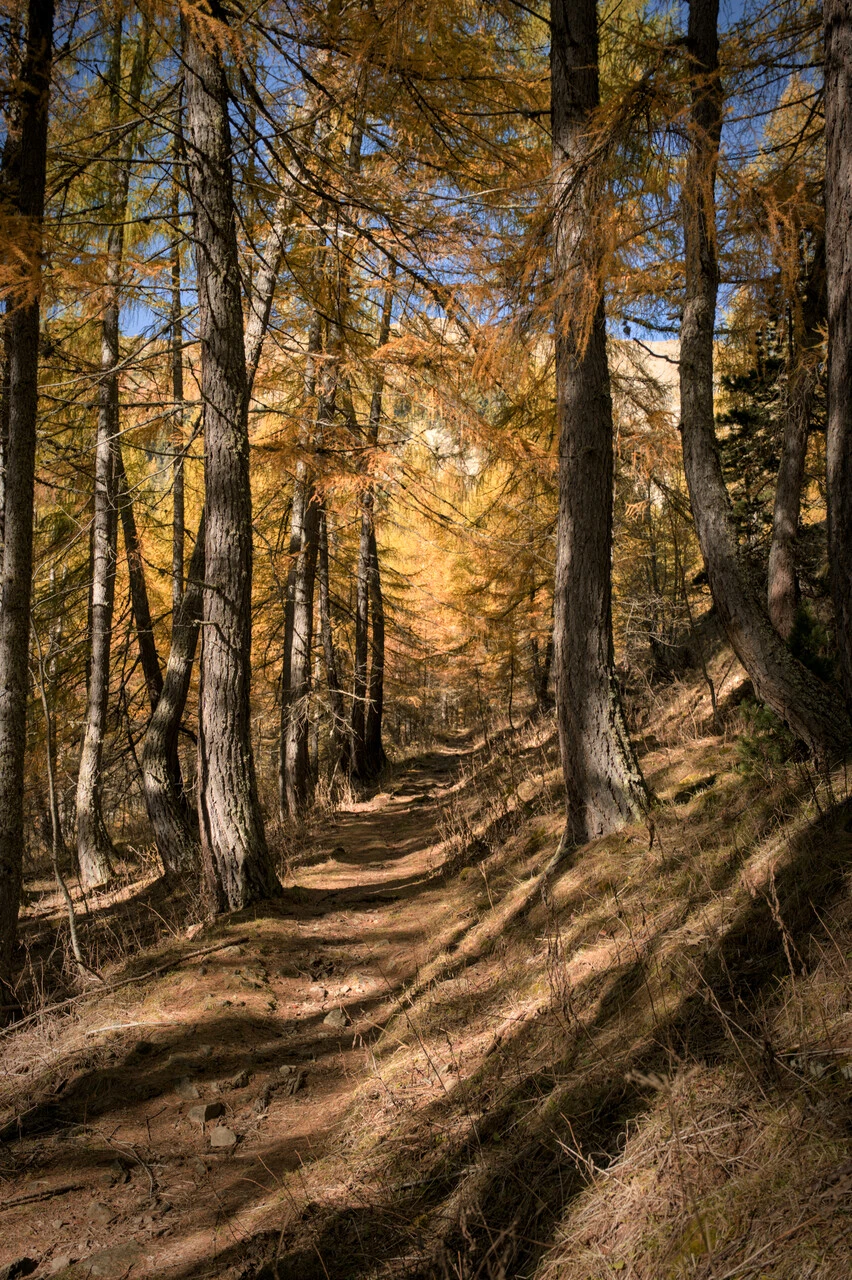 Path through golden larches on the climb to the col de la Pisse, above Chaillol