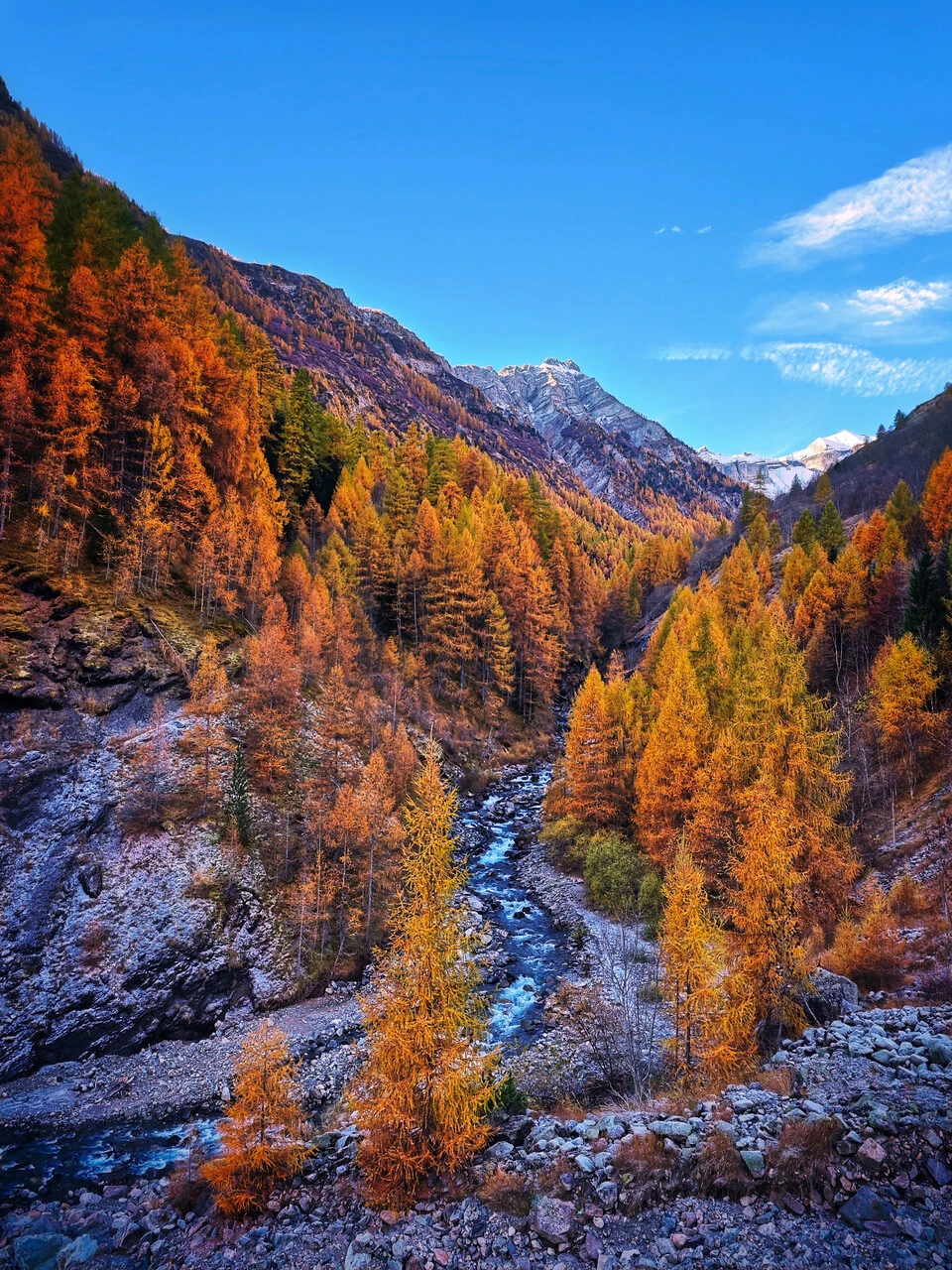 The Drac Blanc valley at Champoléon, larches in autumn